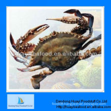 fresh blue swimming crab supplier